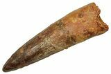 Fossil Spinosaurus Tooth - Real Dinosaur Tooth #373747-1